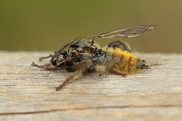 Ameise frisst an toter  Gelber Raubfliege (Laphria flava).