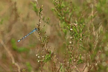 Männliche Gemeine Becherjungfer (Enallagma cyathigerum)