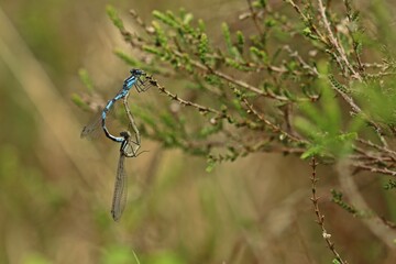 Paarung der Gemeinen Becherjungfer (Enallagma cyathigerum)