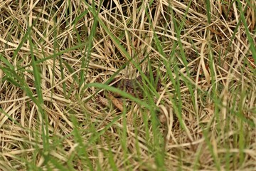 Junge Kreuzotter (Vipera berus) im Moor