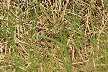 Junge Kreuzotter (Vipera berus) im Moor