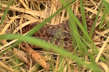 Junge Kreuzotter (Vipera berus) im Moor