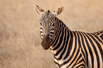Fototapeta na wymiar Zebra portrait. Tsavo west national park. Kenya. Africa