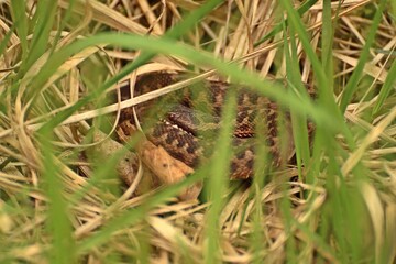 Junge Kreuzotter (Vipera berus) im Moor