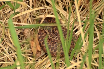 Junge Kreuzotter (Vipera berus) im Moor
