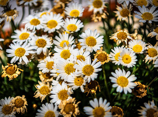 daisies, the flowers that herald the arrival of spring