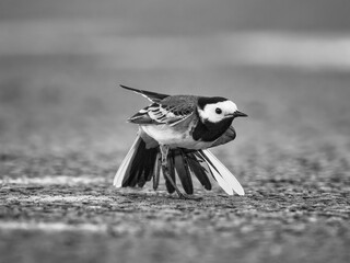 Wagtail on the ground