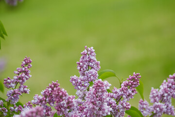 beautiful lilac flowers in a spring garden