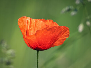 red poppy flower