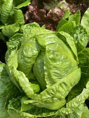 Fototapeta na wymiar heads of lettuce growing in garden