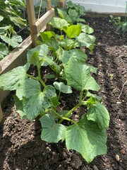 cucumber plants in garden