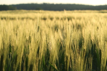Young, green wheat in the field