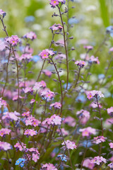 forget me not flowers, assortment of color - pink,blue and white
