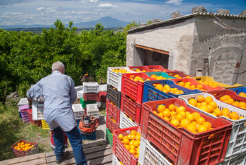 Just picked oval oranges inside boxes during harvest time in Sicily - 437453924