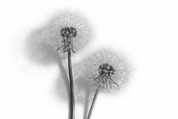 Fluffy dandelion on a white background.Black and white photo.Minimalism.