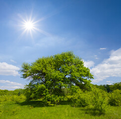 alone green tree among green prairie at the sunny day, summer countryside natural background