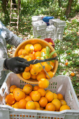 Picker at work unloading a basket full of oranges in a bigger fruit box during harvest season in Sicily - 437454124