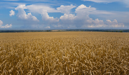 Naklejka premium closeup golden wheat field at the summer day, countryside agricultural background