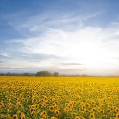 golden sunflower field at the sunset, agricultural countryside scene