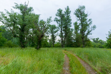 Fototapeta na wymiar green forest glade with ground road, countryside scene