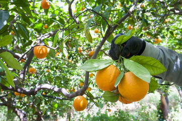 Hands of a farmer picking oval orange fruits with leaves during harvest time in Sicily - 437454768