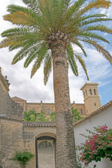 Fototapeta na wymiar Palm tree, historic door and Collegiate church of Osuna in the background, Osuna, Seville, Andalusia, Spain