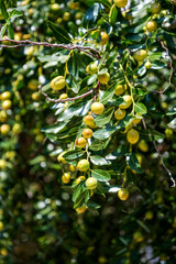  Jujube  (Ziziphus ) on tree