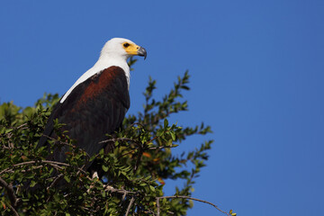 Afrikanischer Schreiseeadler / African fish-eagle / Haliaeetus vocifer.