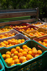 Just picked oval oranges inside boxes during harvest time in Sicily