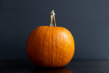 Orange Connecticut field pumpkin (Cucurbita pepo) lies on the dark background. Selective focus. Organic food theme. It's widely used for autumn decorations, either whole or as jack-o'-lanterns.