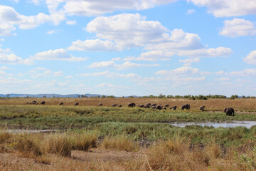 Afrikanischer Elefant / African elephant / Loxodonta africana.