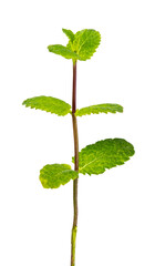Fresh peppermint plant on a white background