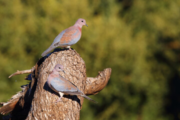 Palmtaube oder Senegaltaube / Laughing dove or Little brown dove / Stigmatopelia senegalensis uel Spilopelia senegalensis