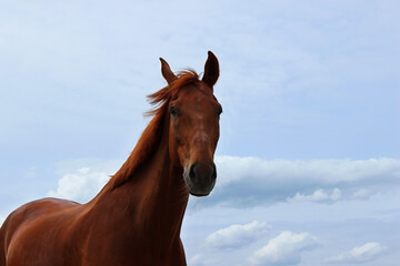 Beautiful horse standing over blue cloudy sky background. Horizontal portrait of chestnut horse. Animals, farm concept.