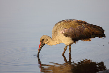 Hagedasch Ibis / Hadedah ibis / Bostrychia hagedash