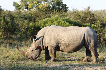 Fototapeta premium Breitmaulnashorn und Rotschnabel-Madenhacker / Square-lipped rhinoceros and Red-billed oxpecker / Ceratotherium Simum et Buphagus erythrorhynchus.