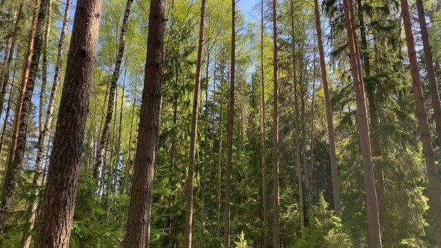 Beautiful summer morning in the forest. Sun rays break through the foliage of magnificent green tree. Magical summer forest. Walking through the forest with large green trees. Summer background UHD 4K