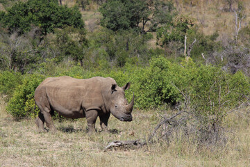 Fototapeta premium Breitmaulnashorn / Square-lipped rhinoceros / Ceratotherium Simum