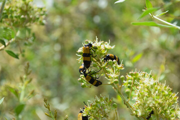 insect on flowers. animal bug flora bloom outdoors, ladybug macro nature plant seasonal background wallpaper