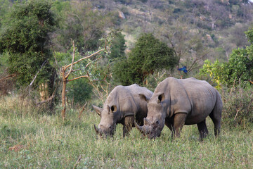 Obraz premium Breitmaulnashorn und Rotschnabel-Madenhacker / Square-lipped rhinoceros and Red-billed oxpecker / Ceratotherium Simum et Buphagus erythrorhynchus