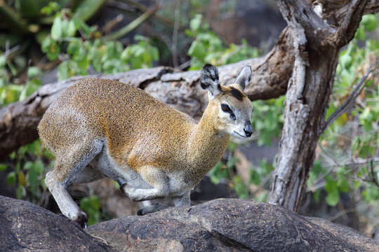 Klippspringer / Klipspringer / Oreotragus oreotragus