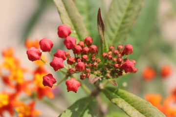 Obraz na płótnie Canvas Mexican Butterfly Weed. Yellow and red flower. Flower plant. Colourful leaf
