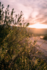 sunset in the field