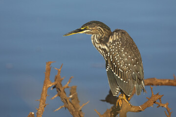 Mangrovenreiher / Green-backed heron / Butorides striatus