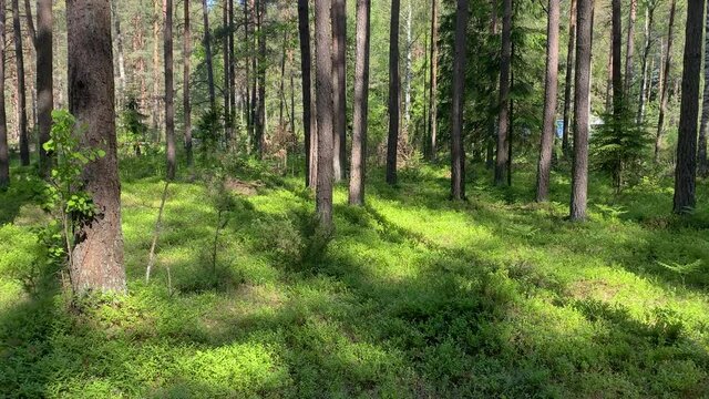 Beautiful summer morning in the forest. Sun rays break through the foliage of magnificent green tree. Magical summer forest. Walking through the forest with large green trees. Summer background UHD 4K