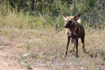 Afrikanischer Wildhund / African wild dog / Lycaon pictus.