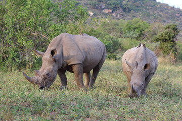 Breitmaulnashorn und Rotschnabel-Madenhacker / Square-lipped rhinoceros and Red-billed oxpecker /...