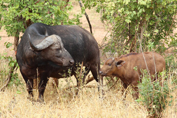 Obraz premium Kaffernbüffel / African buffalo / Syncerus caffer.