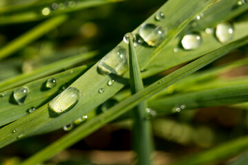Green sappy grass after rain with dew drops.