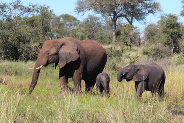 Afrikanischer Elefant / African elephant / Loxodonta africana...